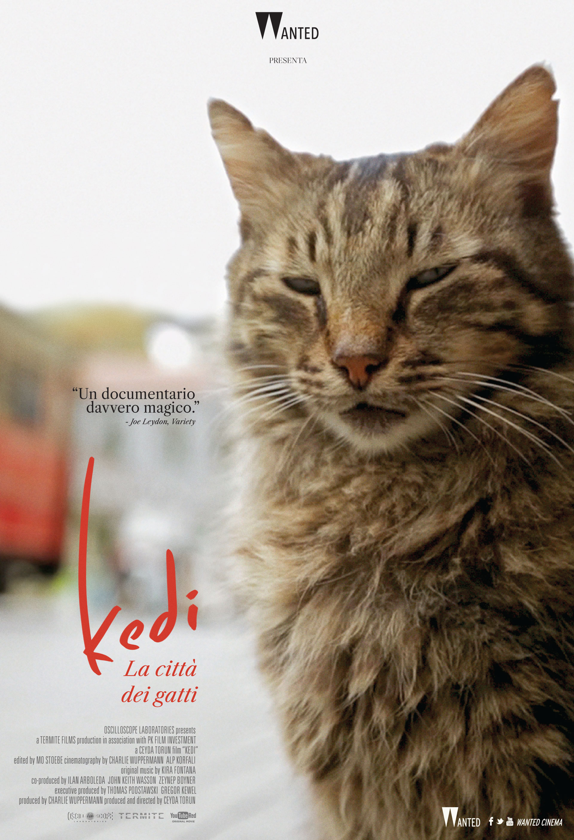 KEDI – La città dei gatti, documentario di Ceyda Torun