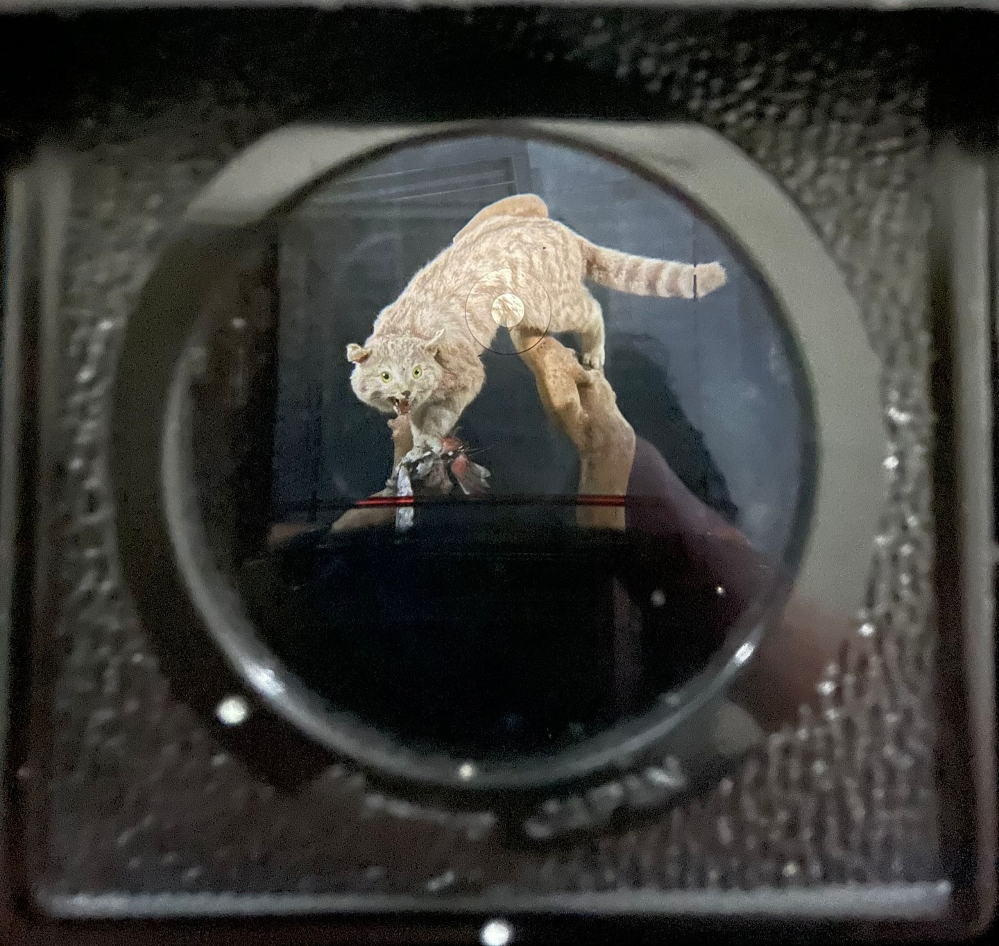 492006828_1425729742204262_3215072979716598041_n